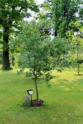 Quercus robur 'Argenteomarginata' - dub letní - jarní habitus